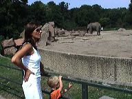 jf_af_elephants